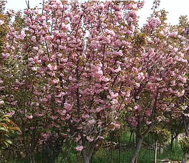 櫻花